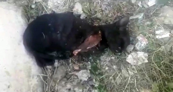 Sakarya’da ön iki ayağı kesilen kedi tedavi altına alındı