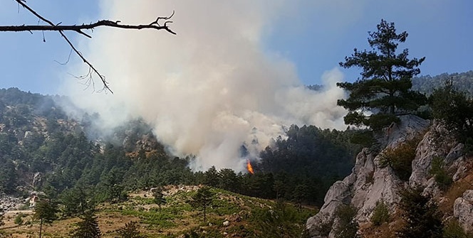 Adana'da orman yangını...