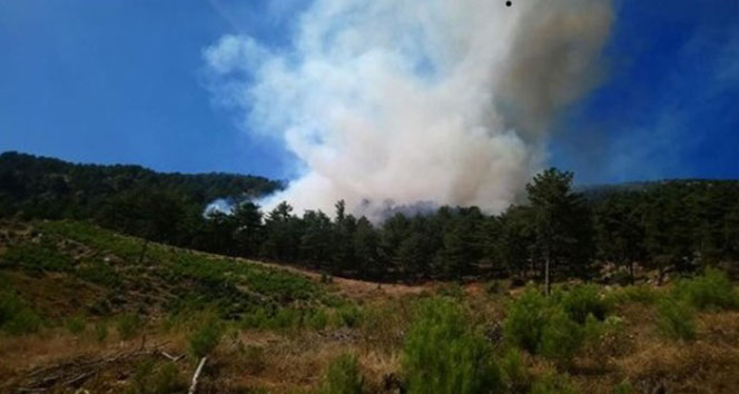 Adana&#039;daki orman yangını kontrol altına alındı