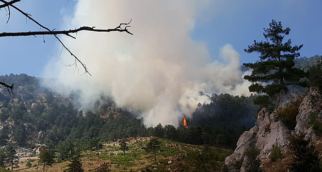 Adana’daki orman yangınında 3 hektar ormanlık alan kül oldu