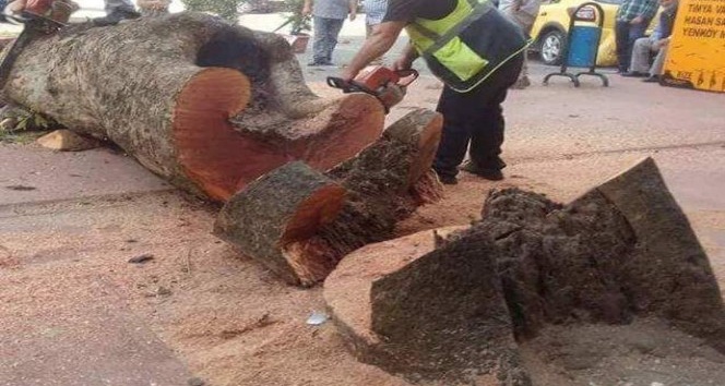 Rize Belediyesi’nden kesilen çınar ağacı ile ilgili açıklama yapıldı