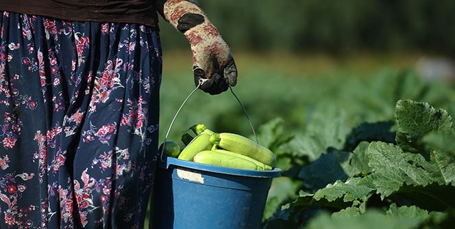 İznik’in kabakları Almanya’ya ihraç ediliyor