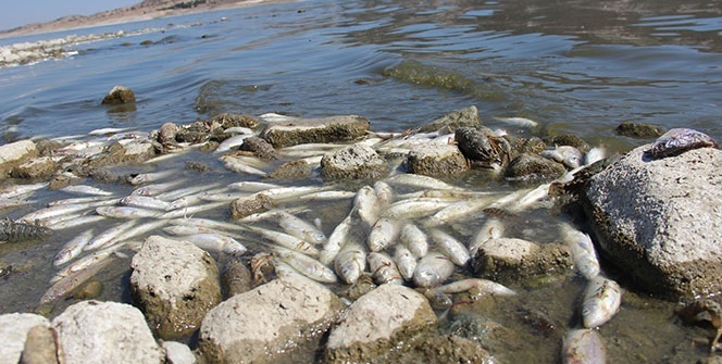 Binlercesi bu halde bulundu! Vatandaşlar endişeli