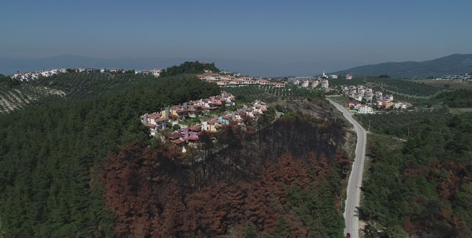 Küle dönmüştü! Yeniden yeşeriyor