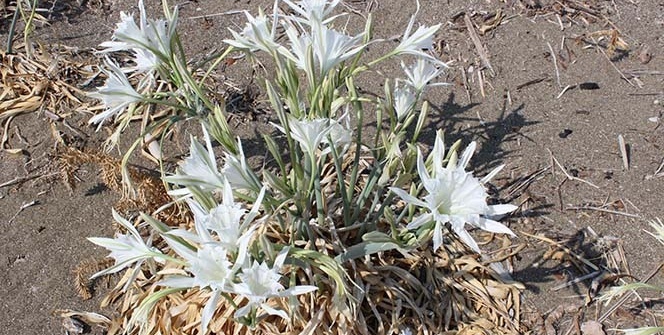 Bunu yapan yandı! 48 bin lira cezası var