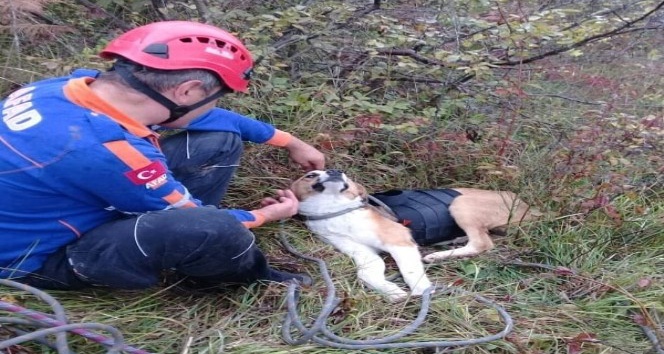 Kayalıklarda mahsur kalan köpeğe AFAD şefkati