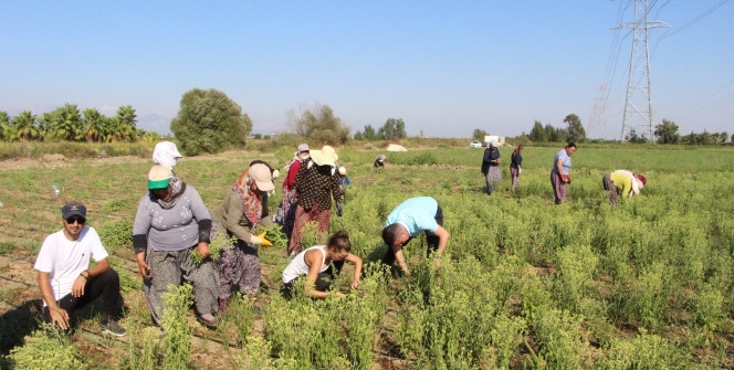 Servetine servet kattı! Paraya para demiyor