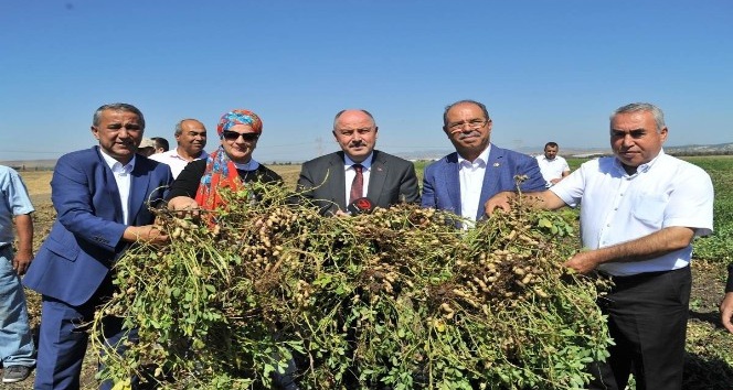 Osmaniye’de 51 bin ton yer fıstığı rekoltesi bekleniyor