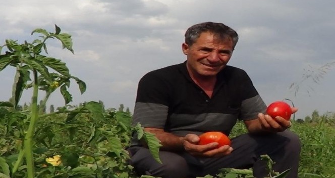 Süper domates hasadı devam ediyor