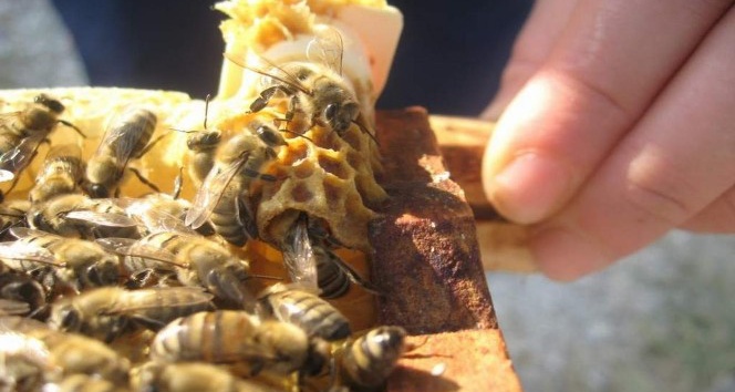 443 ana arı üreticilere verildi
