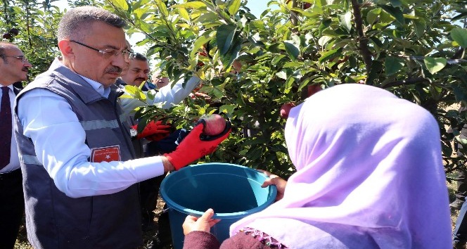 Cumhurbaşkanı Yardımcısı Oktay örnek bahçede işçilerle elma hasadı yaptı
