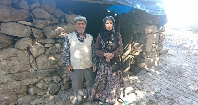 Anne inekler çalınınca buzağılar öksüz kaldı