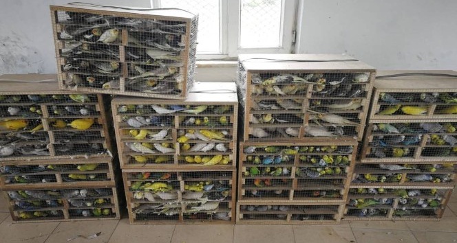 Edirne’de 2 bin 456 adet kaçak kanatlı hayvan yakalandı