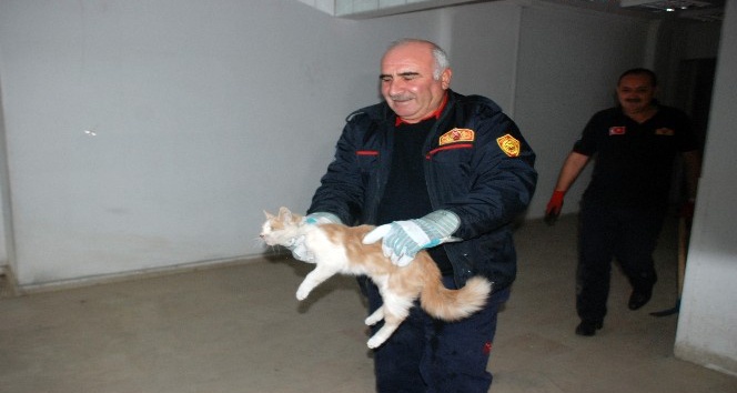 Mahsur kalan kedi kurtarma ekiplerine zor anlar yaşattı