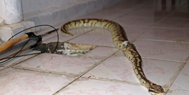 İnanılmaz olay! Su giderinden çıktı... 'Aref elinde kafeslerle geliyordu'