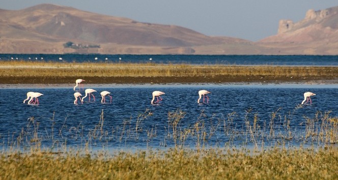 Van’da Doğu’nun Kanatları Erçek Gölü 8. Flamingo Festivali