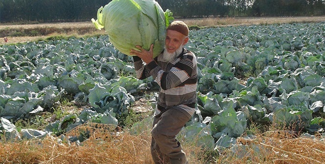 Ağırlığı 50 kiloyu buluyor! Herkes hormonlu sanıyor ama...