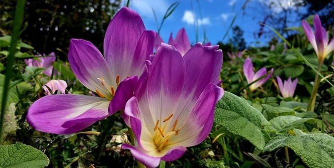 Doğal meteoroloji sistemi ‘vargit çiçekleri’
