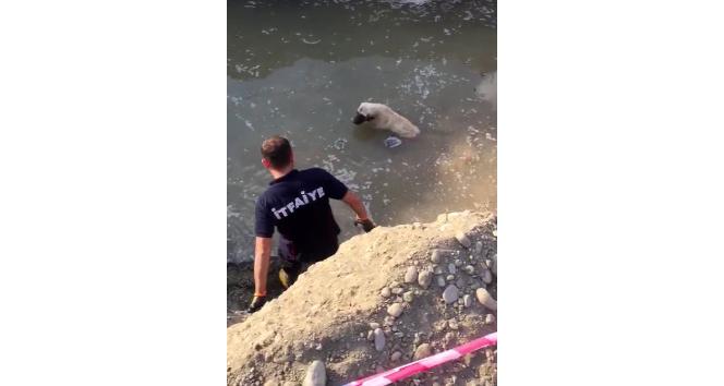 Ağrı’da su dolu çukurda 2 gün mahsur kalan köpeği itfaiye kurtardı