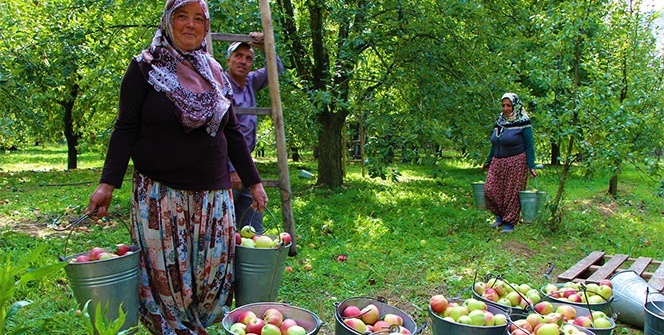2 bin yıldır elma yetiştiriyorlar