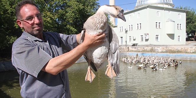 Tavukları telef olunca bu işe girdi, 3 ayda 30 bin lira kazandı!