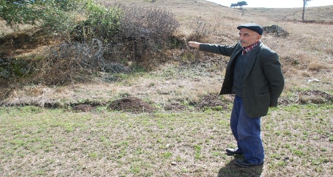 Dev yılan köylülerin kabusu oldu