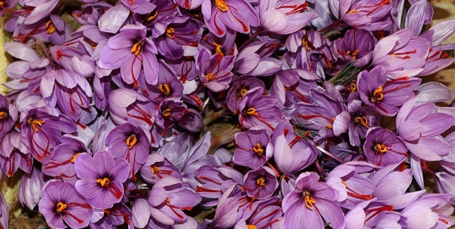 Kilosu 30 bin TL! Dünyanın en pahalı bitkisi