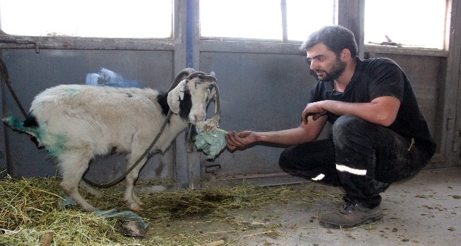 Kurdun yaraladığı keçiyi ölmek üzereyken tamirciler kurtardı