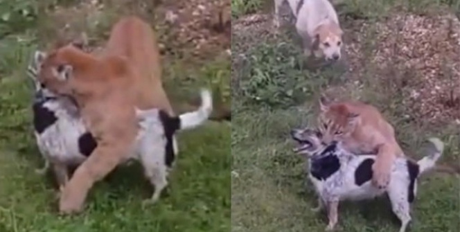 Evde beslenen puma kaçtı! Tam 8 dakika boyunca...