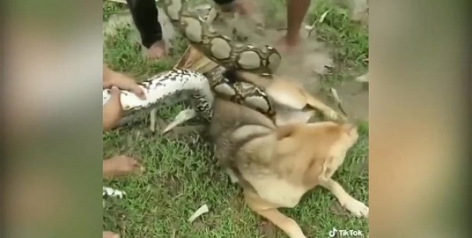 Yılan köpeğe saldırdı! Saniyeler sonrasında...