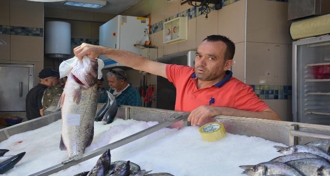 Sinoplu balıkçılara 7 kilogramlık levrek sürprizi