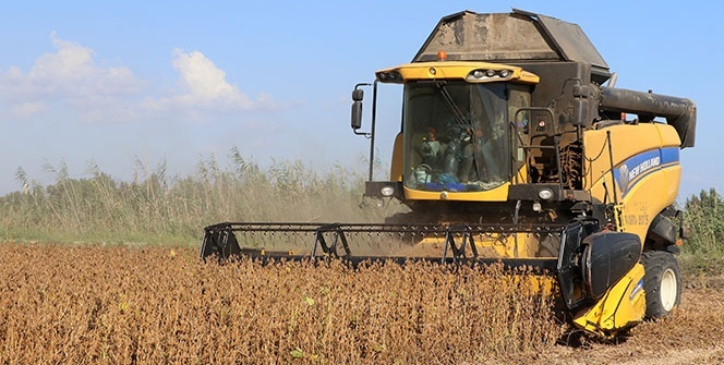Türkiye ihtiyacının %60'ını karşılıyor! Hasat başladı