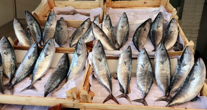 Yozgat’ta tezgahların gözdesi palamut balığı oldu