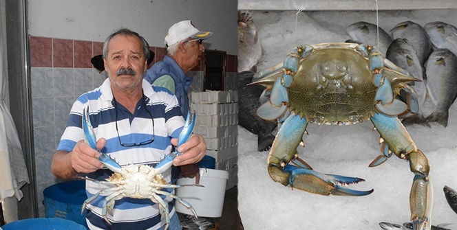 Sinop'ta balıkçıların ağına takıldı!