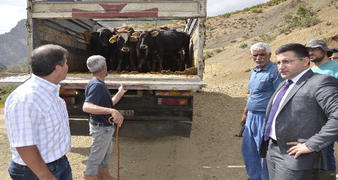 Beytüşşebap’ta genç çiftçilere büyükbaş hayvan dağıtıldı