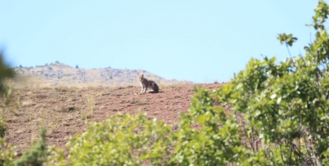 Tunceli'de görüntülendi! Nesli tükenmek üzere