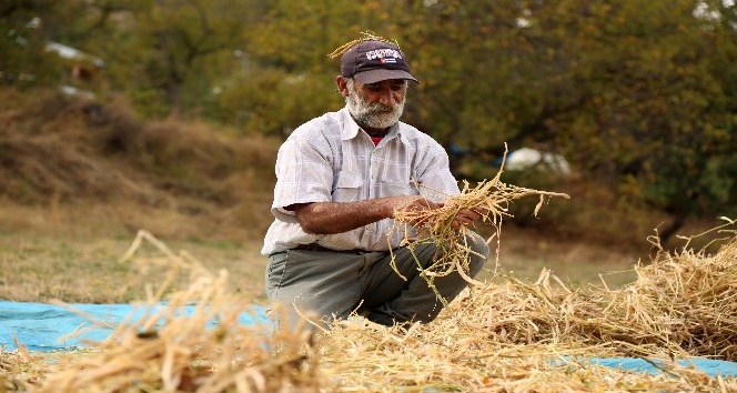 Dededen kalma harman makinesiyle buğday ve fasulye hasadı