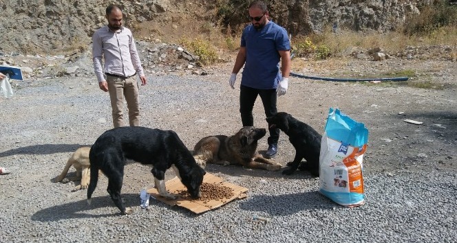 Hakkari’de ‘4 Ekim Hayvanları Korumu Günü’ etkinlikleri