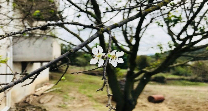 (Özel Haber) Çanakkale’de erik ağacı çiçek açtı