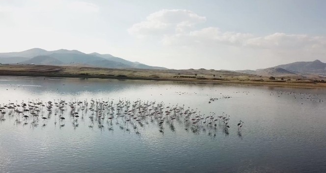 Karataş ve Çorak Göldeki su kuşları havadan görüntülendi