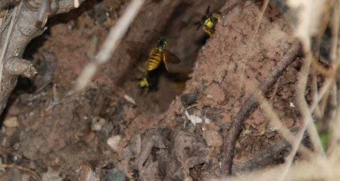 Katil arıların vahşi yaşam alanı görüntülendi