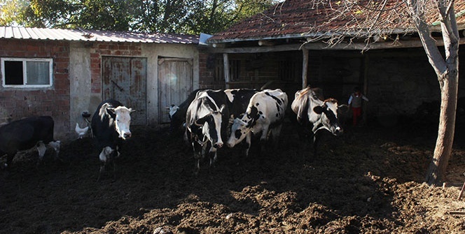 Akılalmaz olay! Köylülerin kabusu oldu! Ayılar köye inip...
