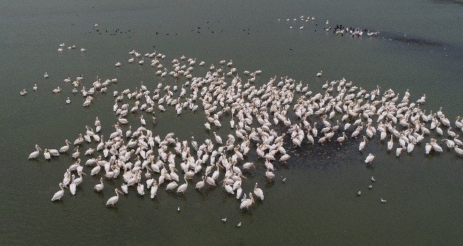 (Özel) Güneye göç eden ak pelikanlar havadan görüntülendi
