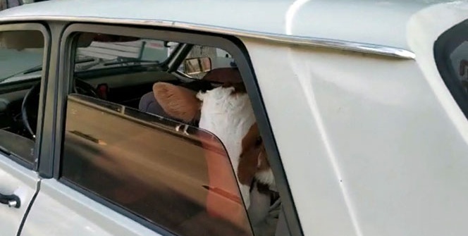 Görenler şaşkınlığını gizleyemedi! Veterinere böyle götürdüler