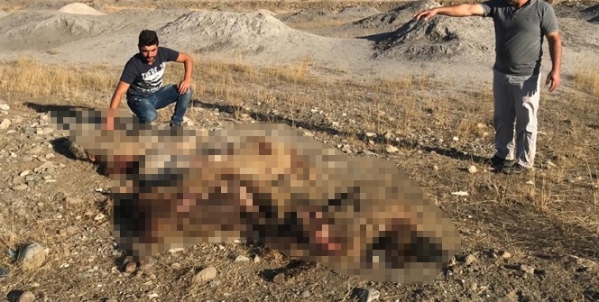 Korkunç manzara! Parçalayıp, yediler...