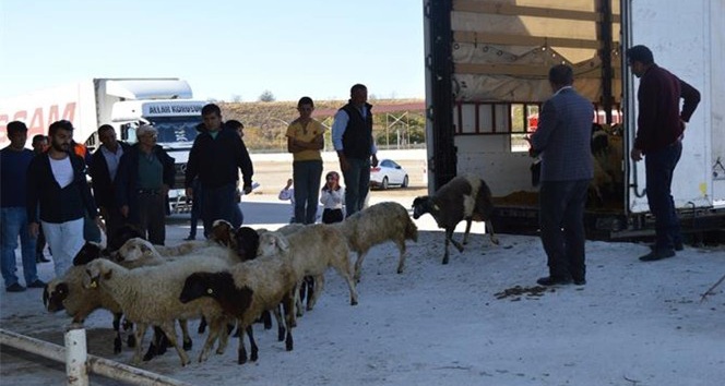 Kırıkkale’de 135 genç çiftçiye canlı hayvan desteği