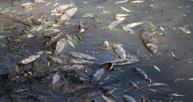 Bolu’da yüzlerce balık telef oldu