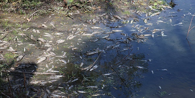 Şoke eden görüntü! Yüzlercesi bu halde bulundu
