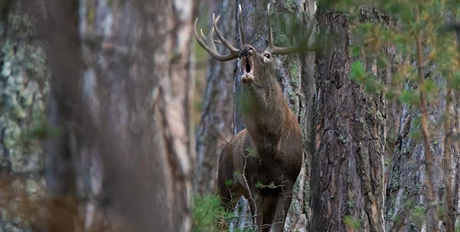 İlk kez görüntülendi! 'Ellerim titreyerek çekebildim'