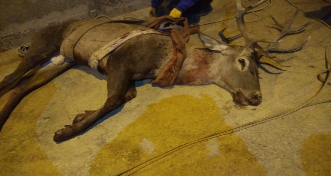 Hidroelektrik santralinin yükleme kuyusuna düşen kızıl geyik kurtarıldı
